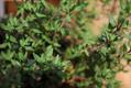 Thymus ericifolia